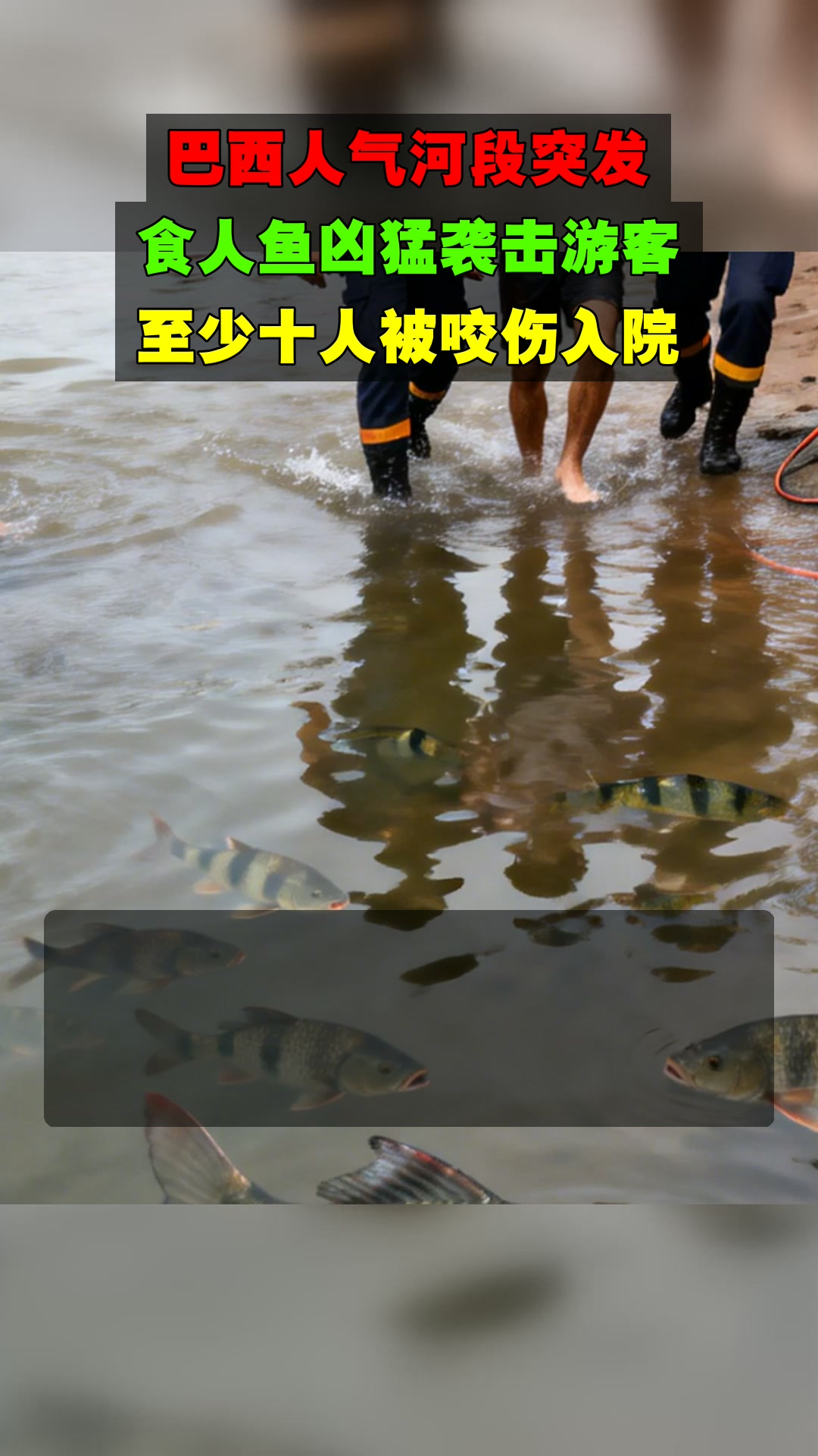 巴西人气河段突发,食人鱼凶猛袭击游客,至少十人被咬伤入院
