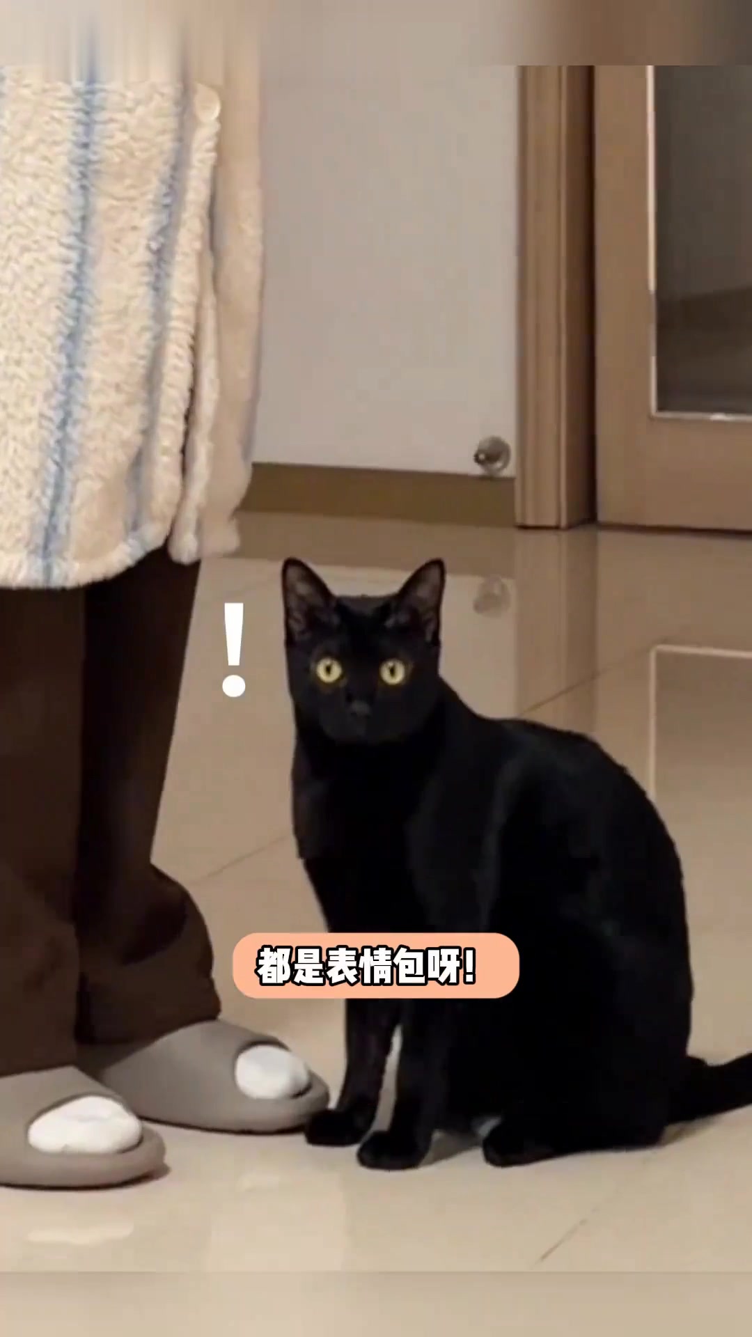 卷尺消失,奶牛猫和人同时震惊!