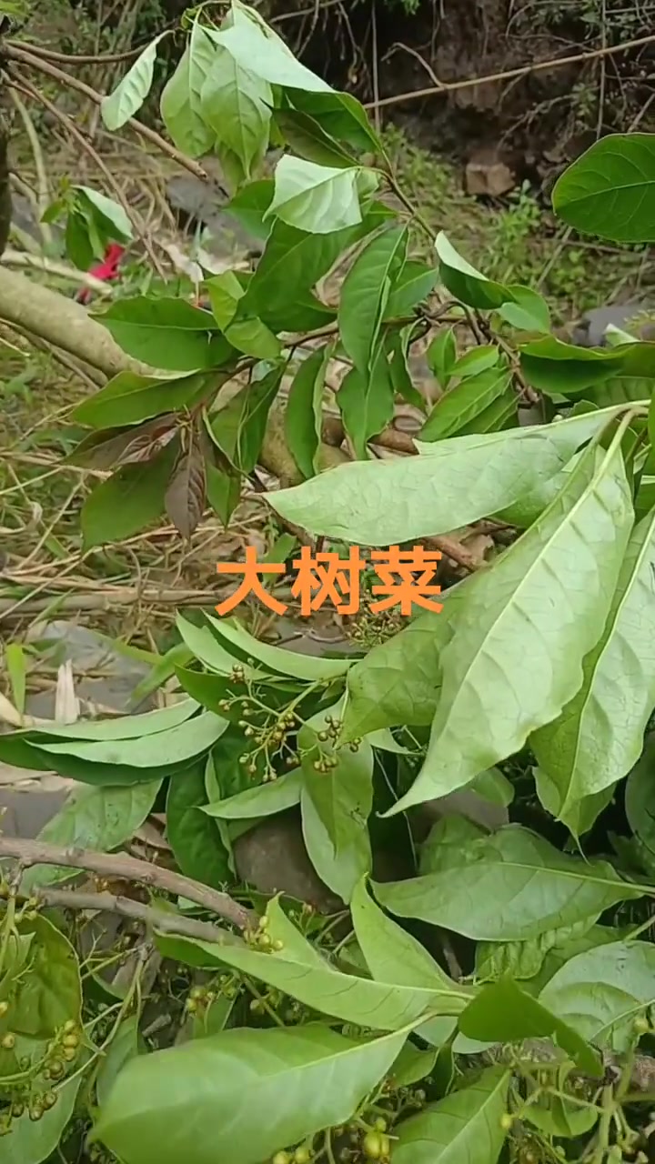 大树菜，山毛野菜，农村山卡卡