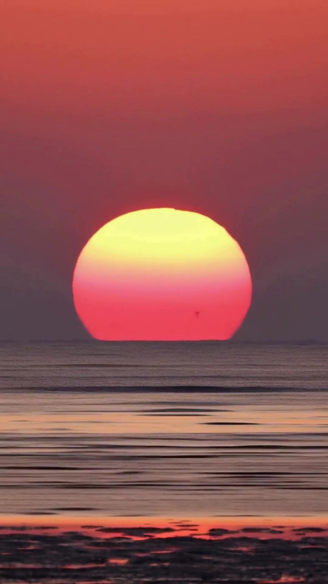 探秘欧胡岛白沙湾，彩色鱼群为何突然转向深海？