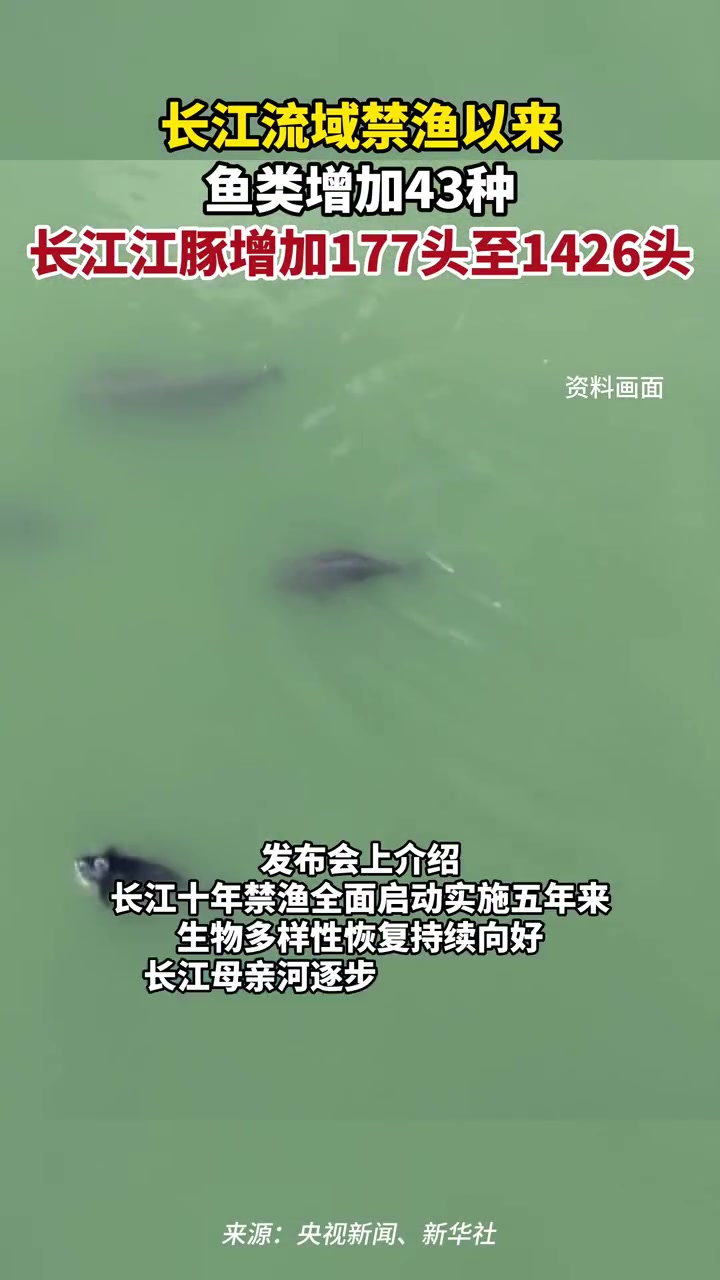 长江流域禁渔以来,鱼类增加43种,长江江豚增加177头至1426头