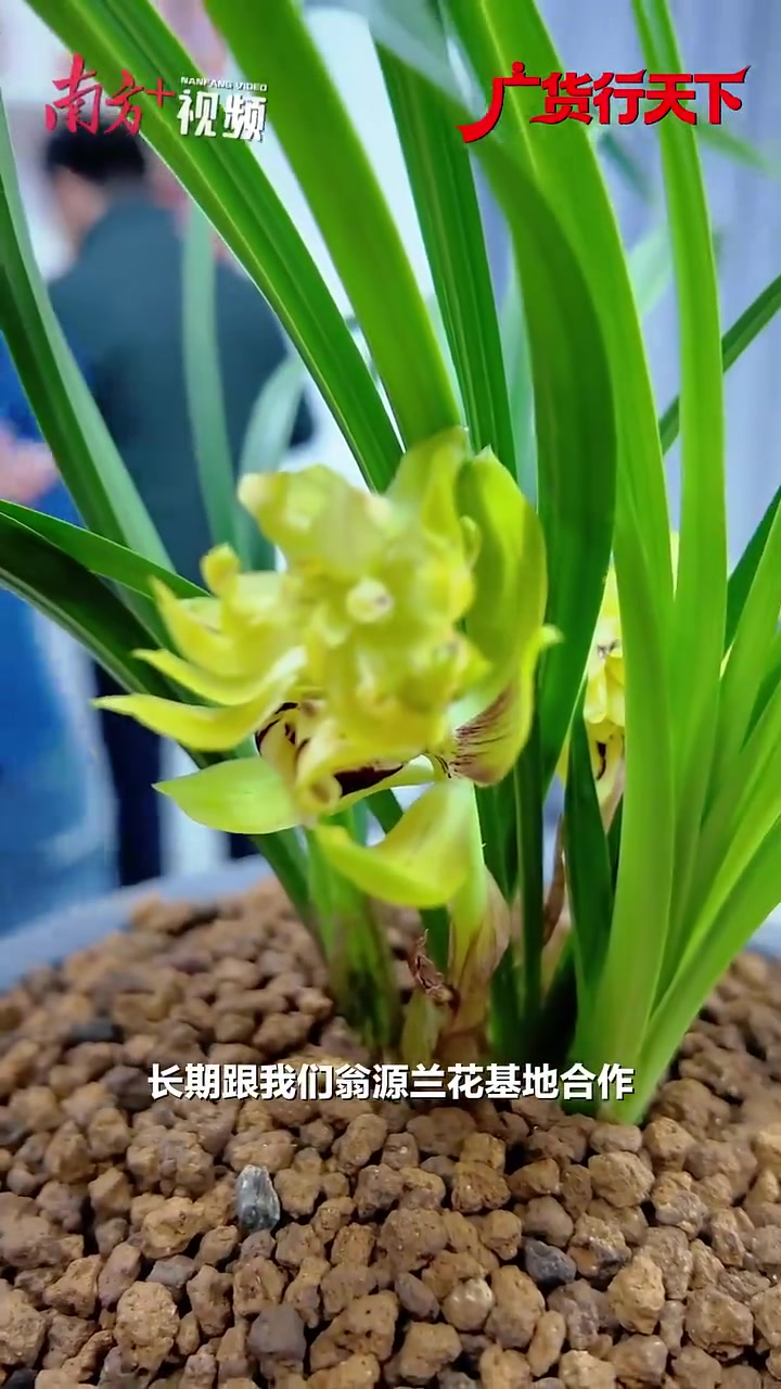 清远鸡、金鲳鱼、菠萝酥……@上海人,广东送年货来了|广货行天下