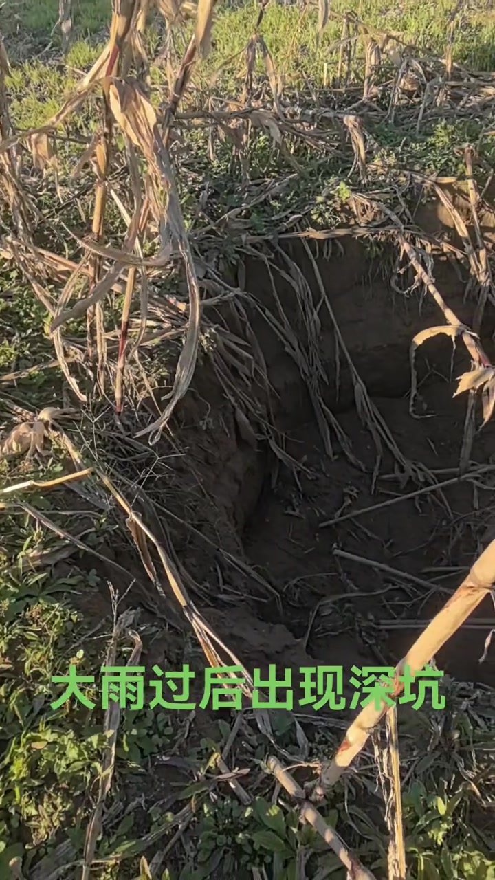 鲜嫩生菜，蓬勃生长的希望！
