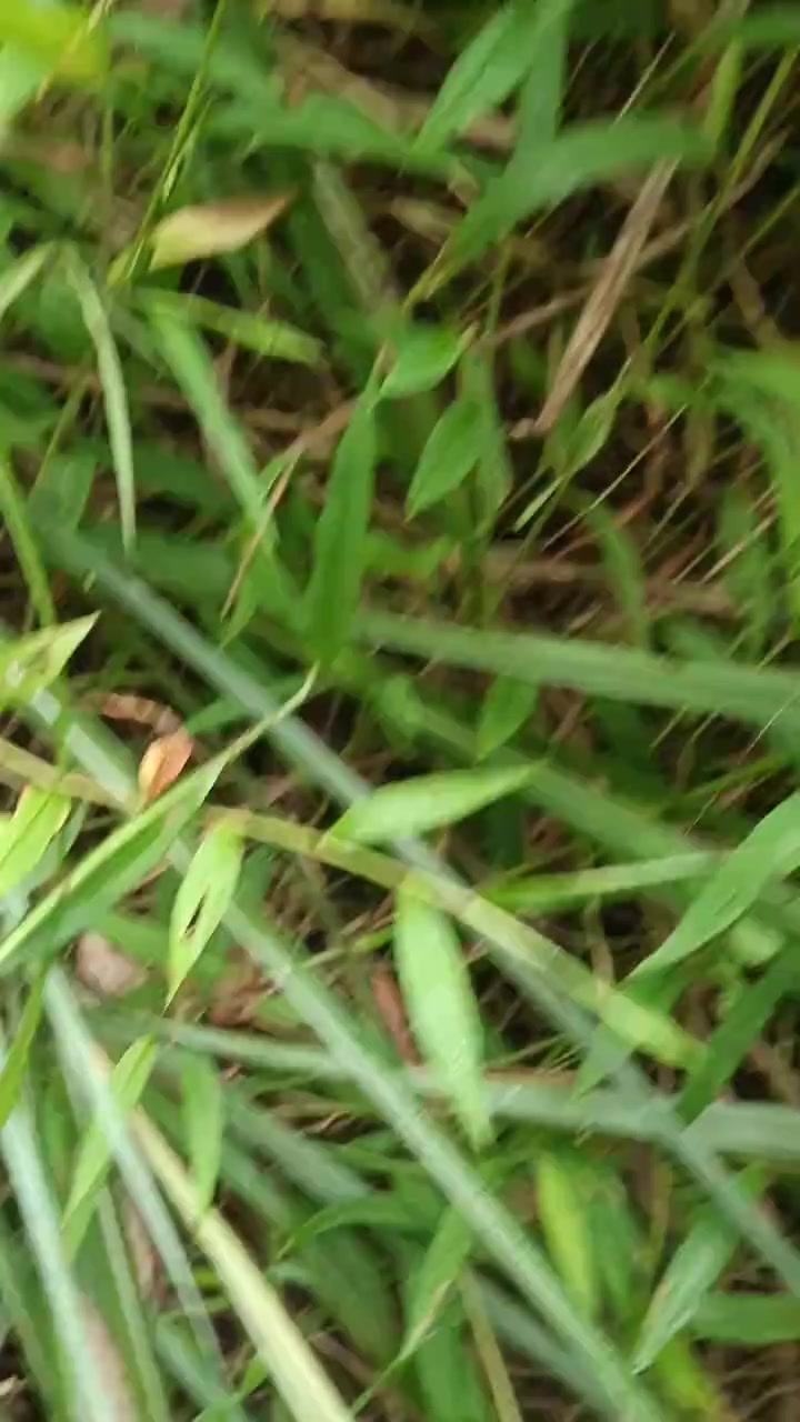 鲜活肥美的全部塘角鱼！