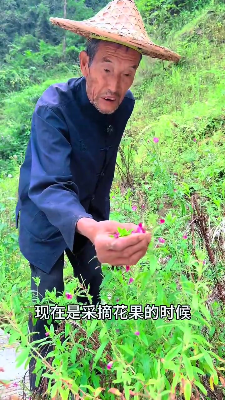 88岁的老师傅教会我认识柳叶菜，传统实验参考