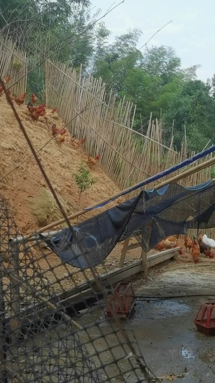 今天给我的朋友快递两个跑山鸡去,老公帮忙一下子就打整起了