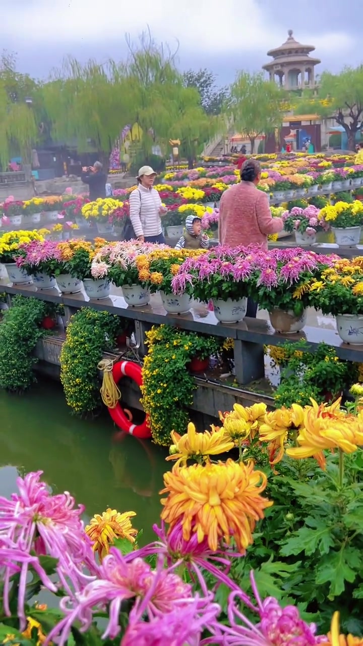 开封菊花展正式开始，五家景区
