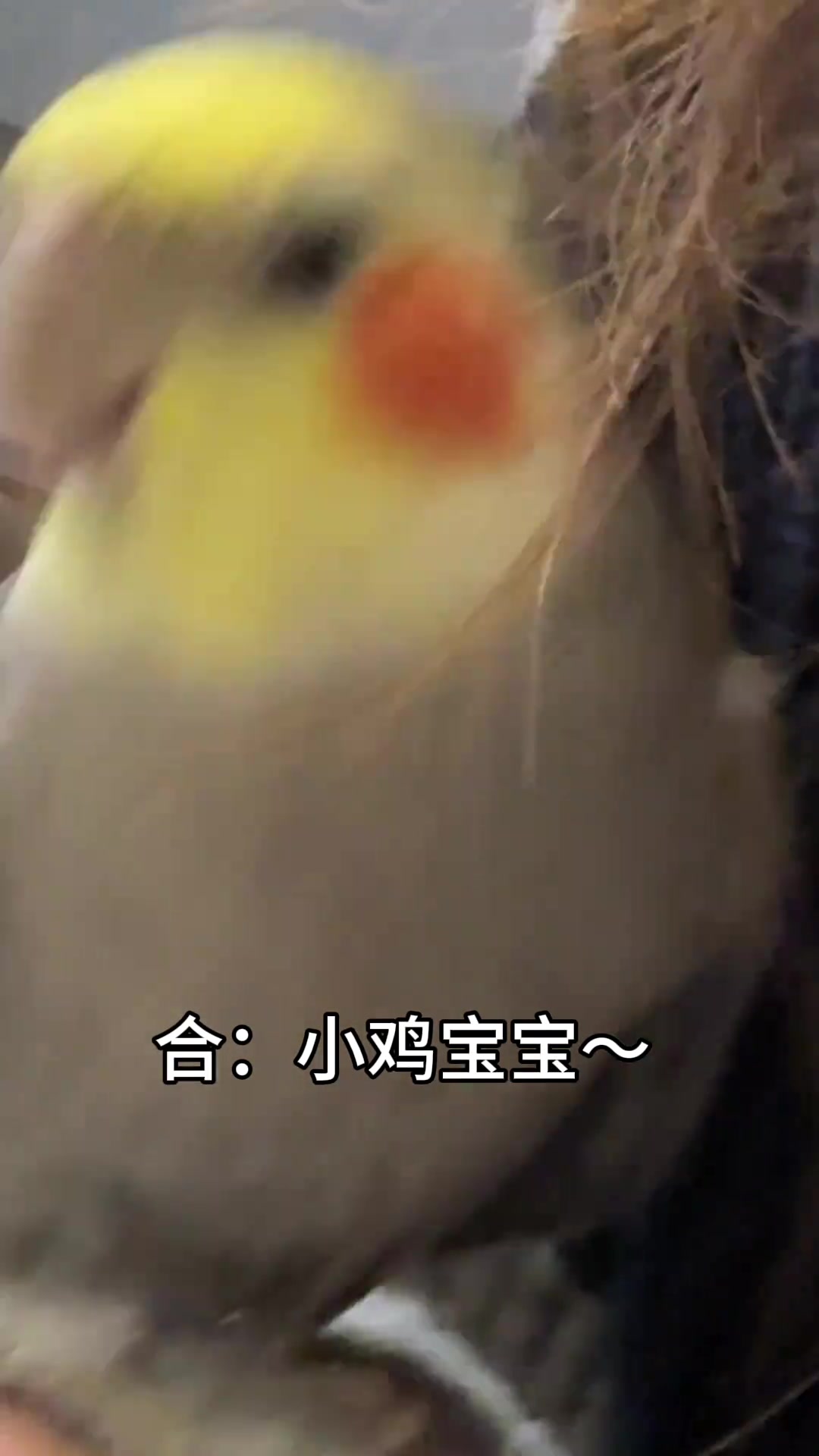 小鸡宝宝与玄凤鹦鹉的可爱配合萌翻啦