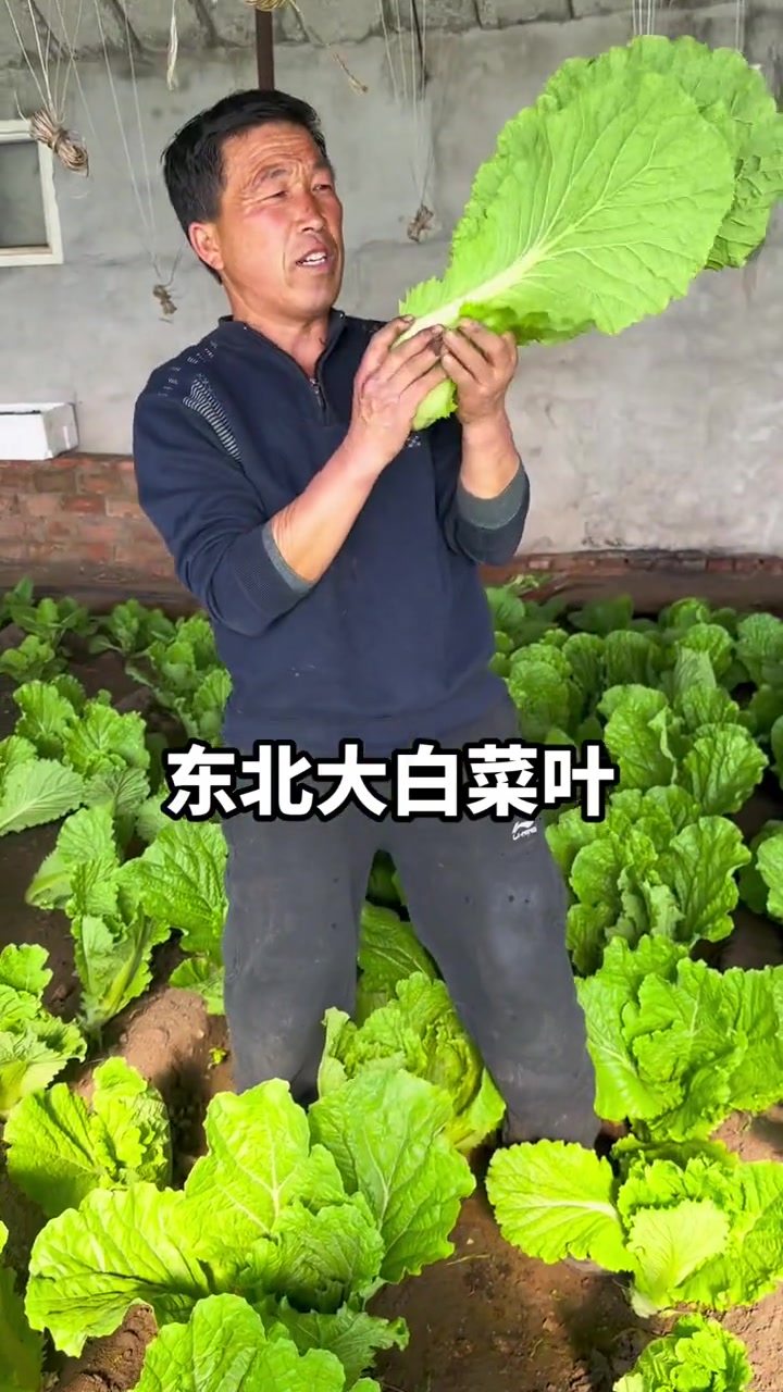东北大白菜叶，情景剧爆笑上演！