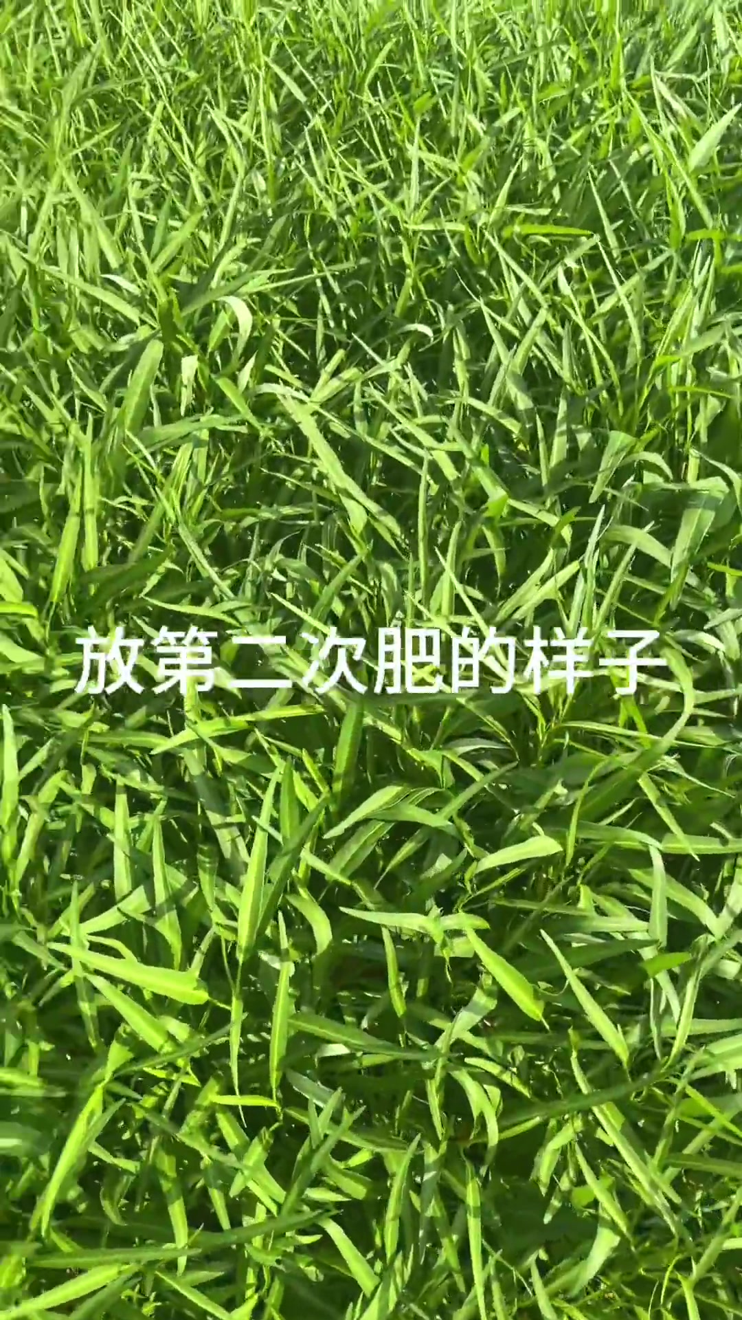 空心菜生长过程与管理技巧，个人种植经验分享