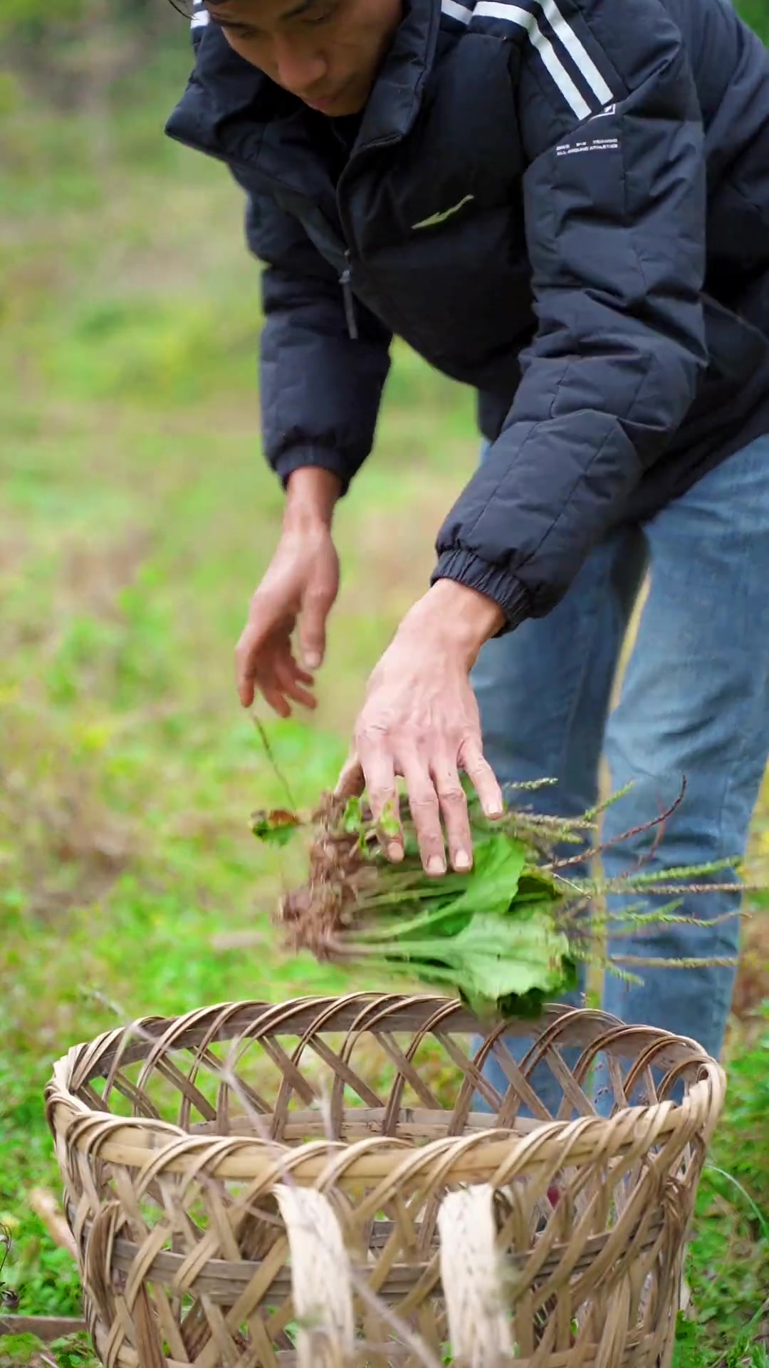 今天给鸡喂中草药，散养土鸡更健康！