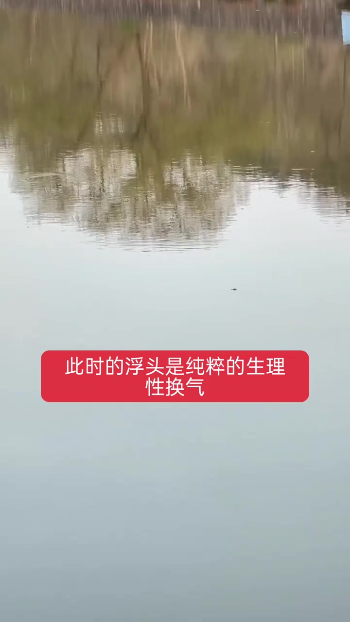 甲鱼浮头时间到底有多长，分析甲鱼动态！