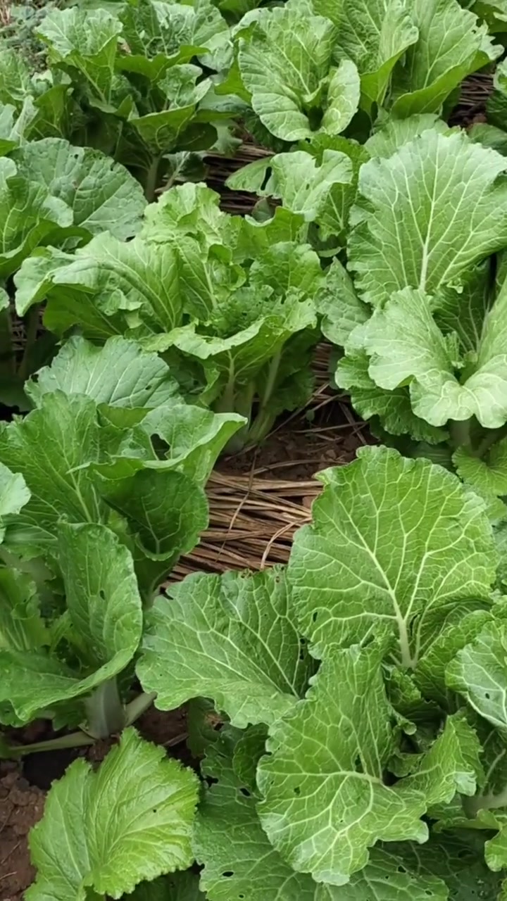 我这不是连州菜心,是农家本地菜心,最大的特点是又甜菜味又浓,是小时候的味道!这么好的白菜叶