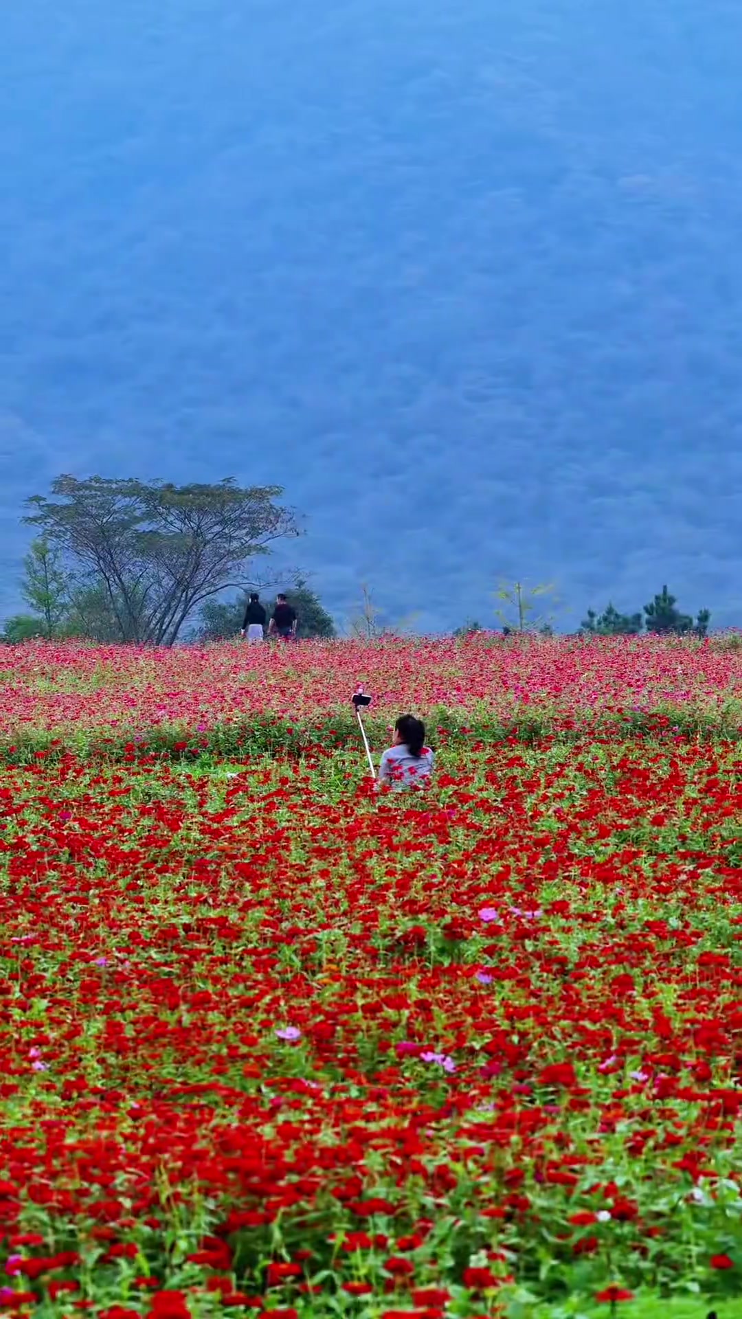 巢湖半汤郁金香高地，波斯菊花海惊艳绽放！