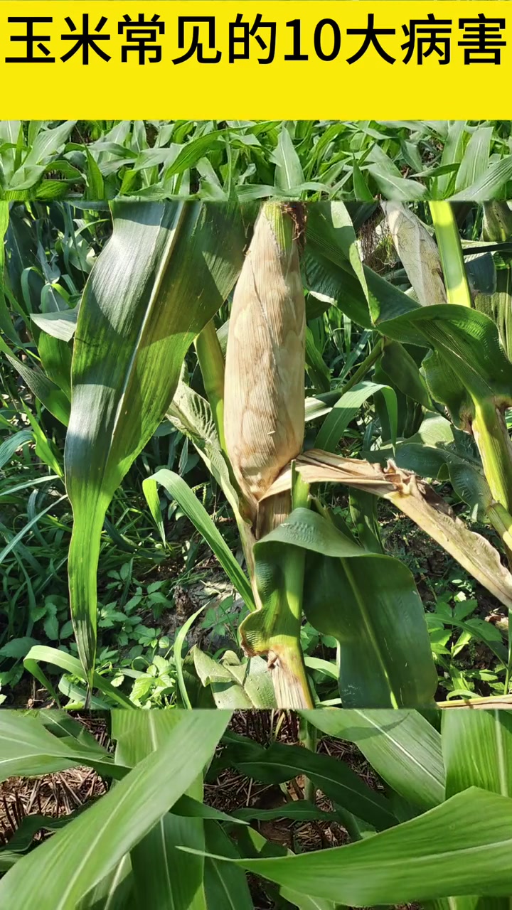 l玉米常见的10大病害识别与防治配方