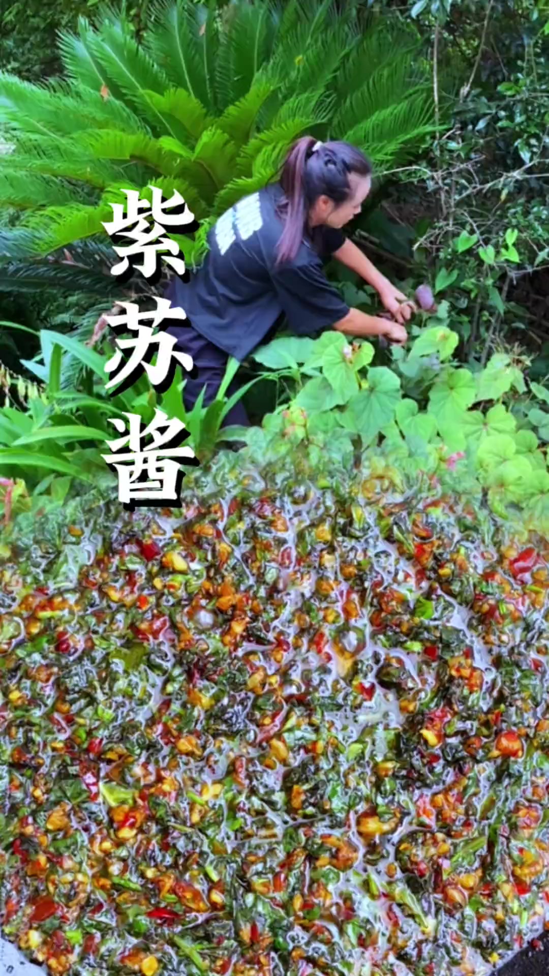 又到了可以做紫苏酱的时候了，拌饭、拌面、拌黄瓜，煮鱼煮虾都适合