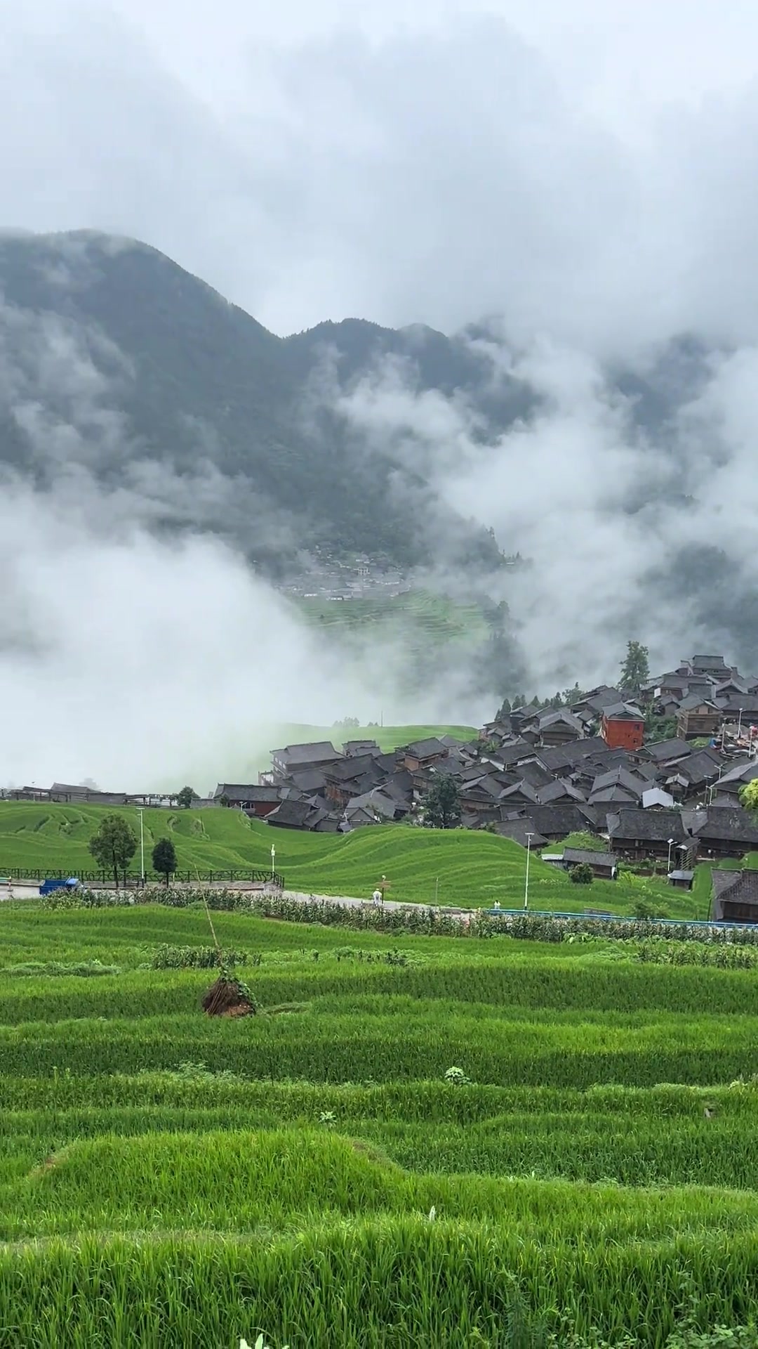 灰瓦绿稻，云雾缭绕，小众梯田风光，不输5A景区
