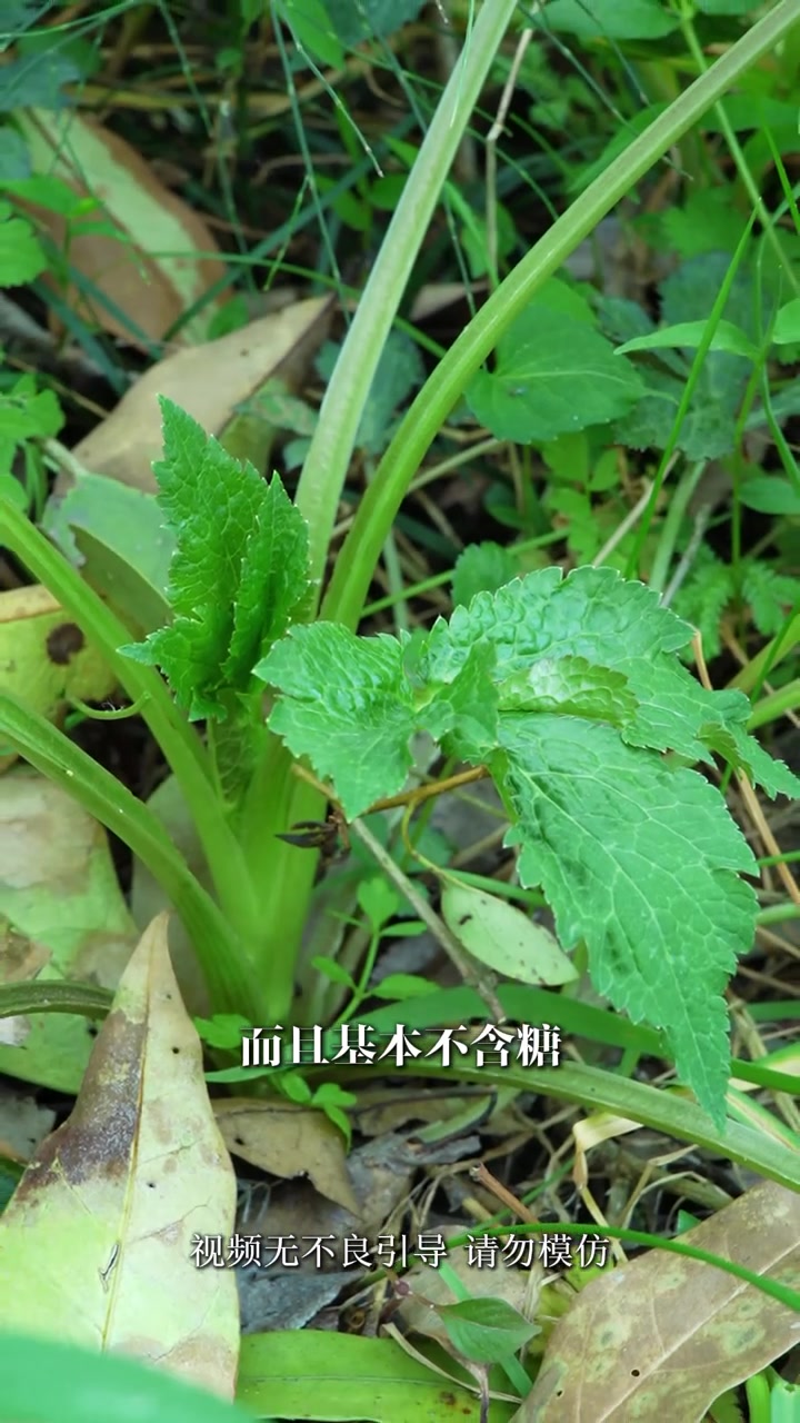 这个植物的叶片跟鸭子的脚掌很像，因此得名“鸭脚板”