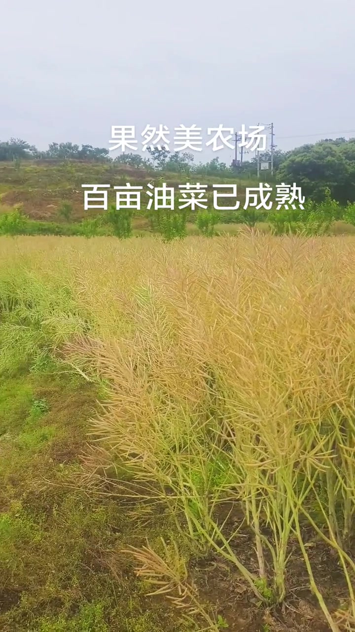 果然美农业,百亩油菜已成熟
