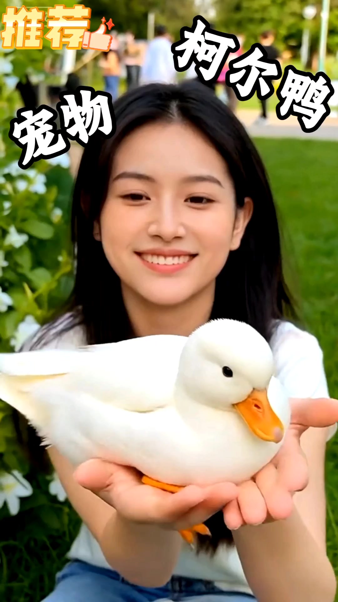 手掌心的小鸭鸭柯尔鸭