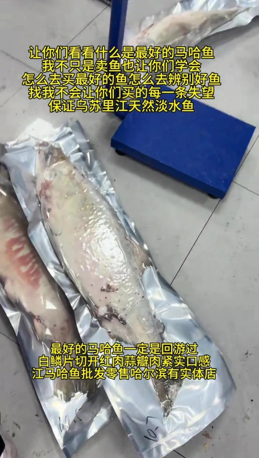 纯江回游红肉大马哈鱼，抚远特产