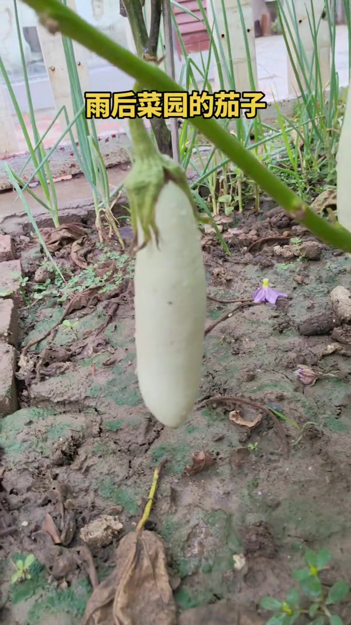 翠绿菜园里鲜嫩的茄子!