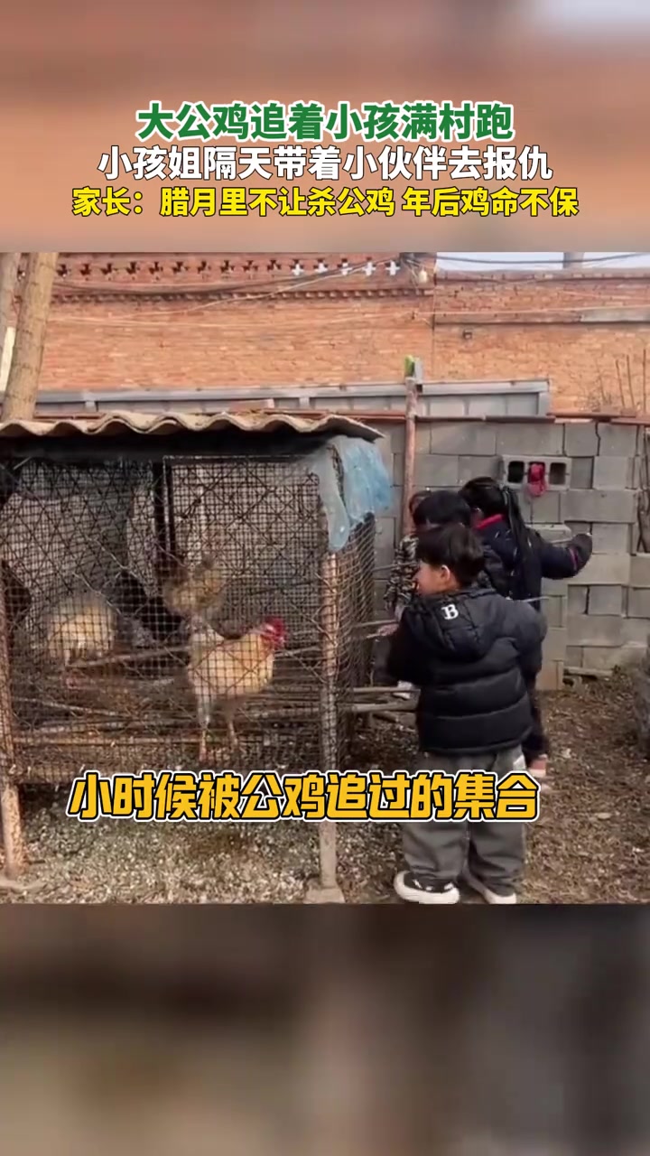 1月30日，山东一只大公鸡追着小孩满村跑，小孩姐隔天带着小伙伴去报仇，家长：腊月里不让杀公
