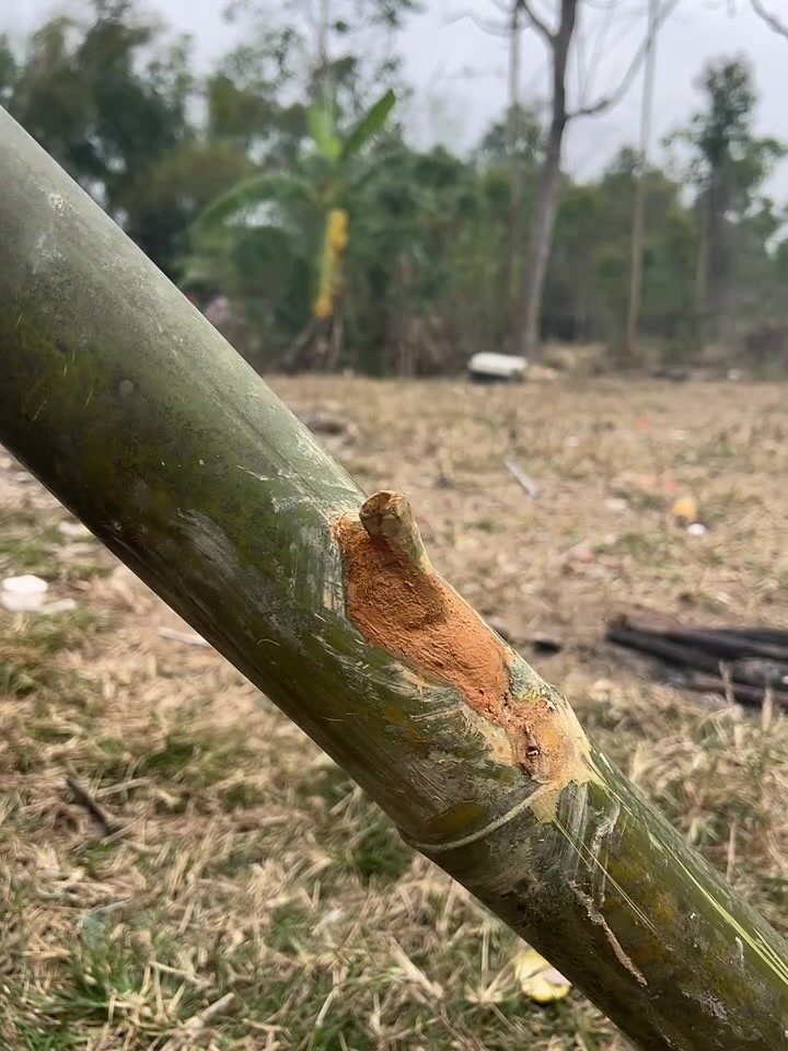 钓鱼神器，每天都有口