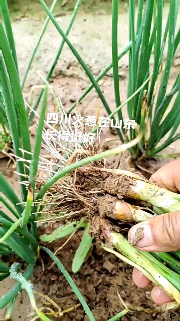植物生长的过程科普