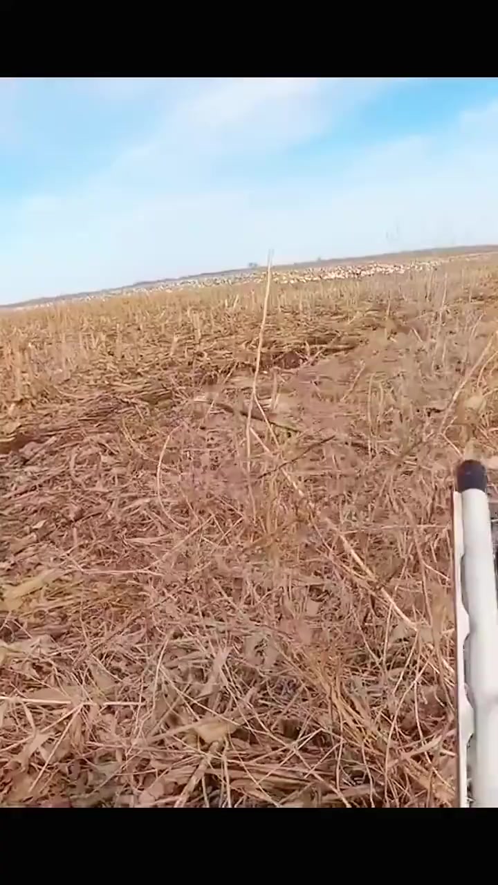 萌萌的1500 + 只大白鹅！