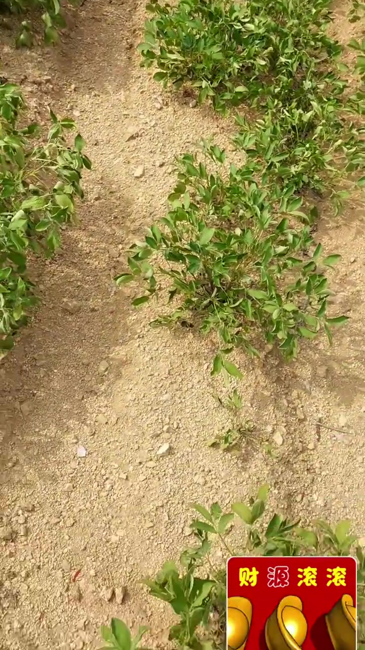 植物生长的过程科普