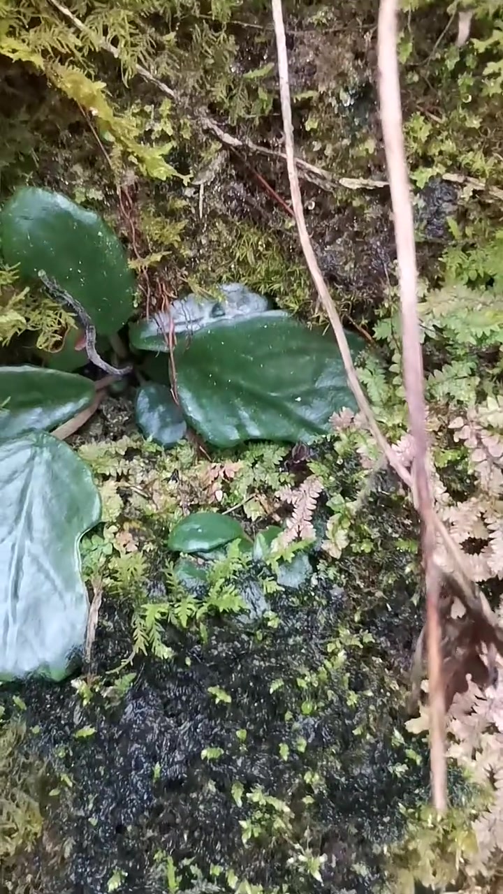 清新可爱的岩青菜!