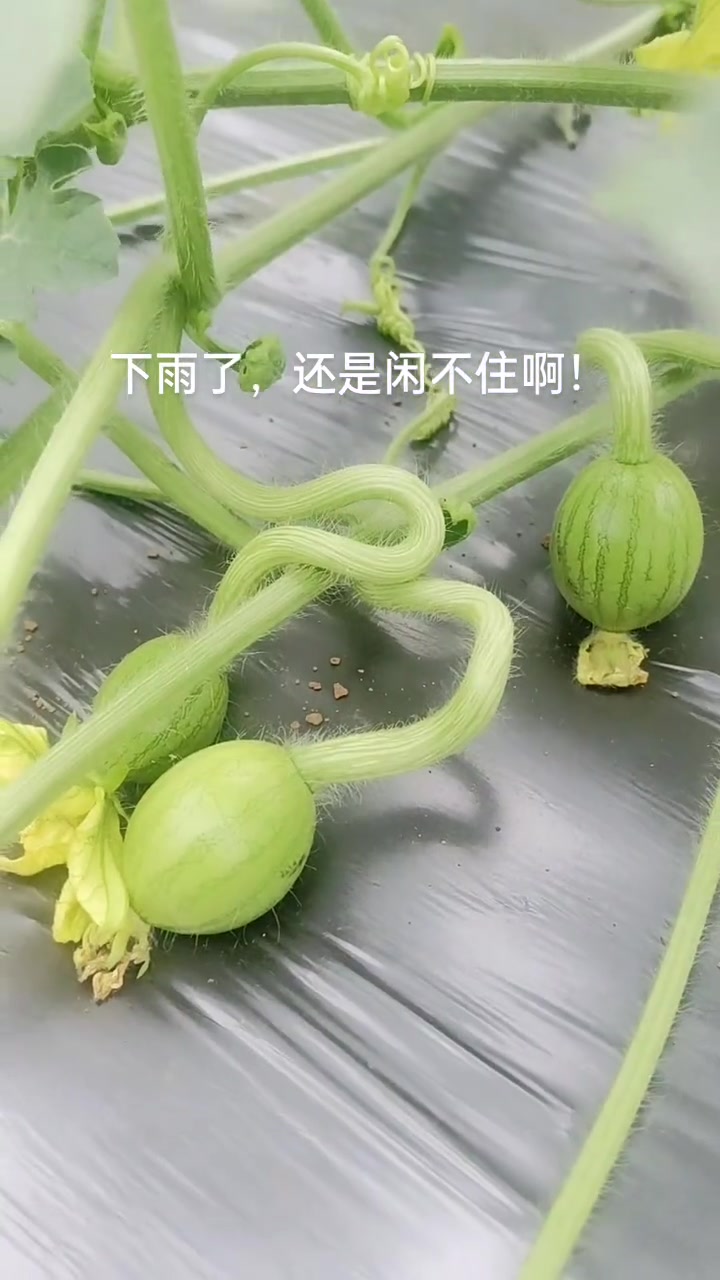 大棚蔬菜种植视频