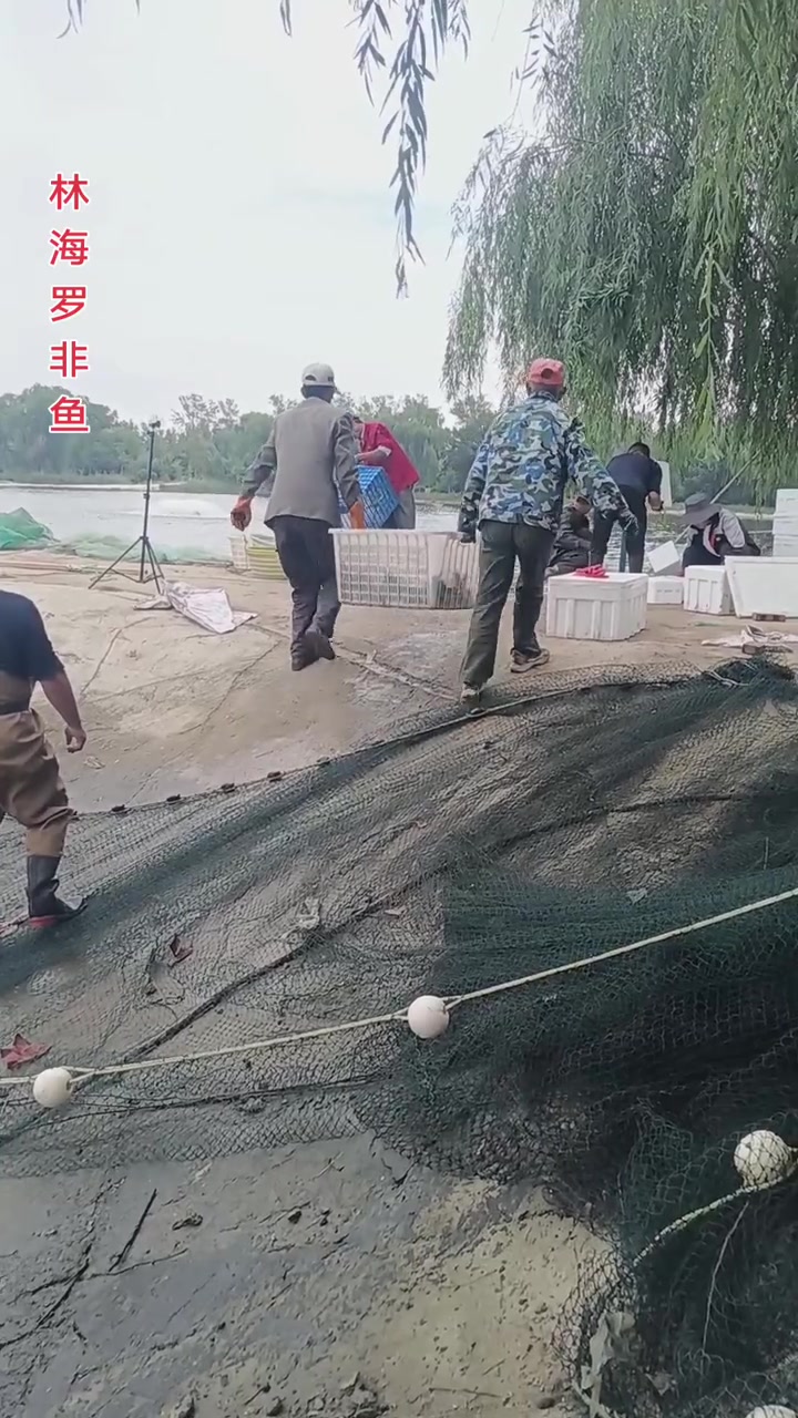 来自最佳生态环境,寿光林海淡水鱼养殖示范基地!