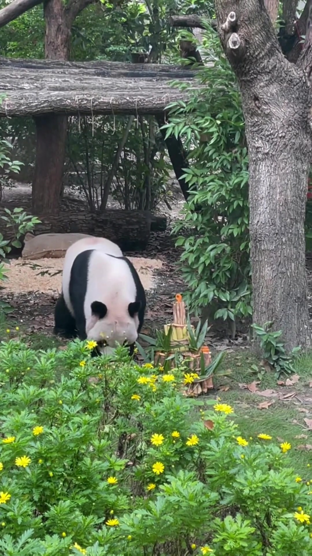 盼盼9岁生日快乐，盼盼也开心地吃蛋糕啦