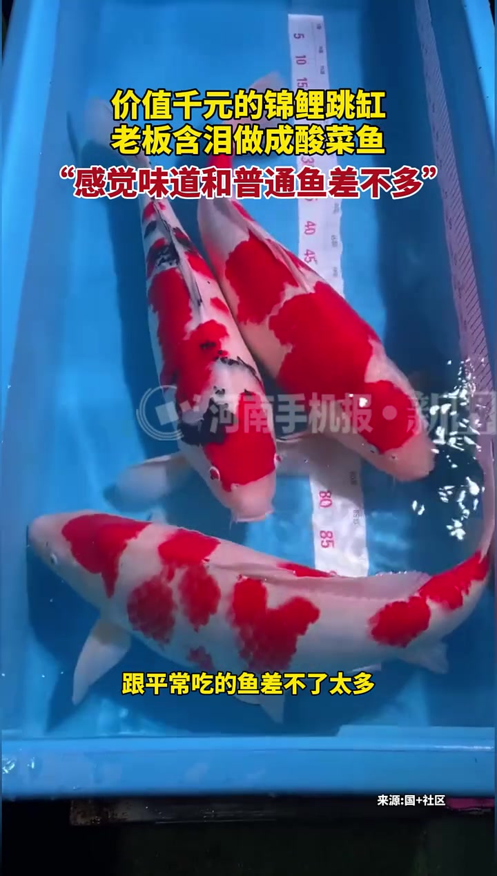 价值千元的锦鲤跳缸,老板含泪做成酸菜鱼,感觉味道和普通鱼差不多