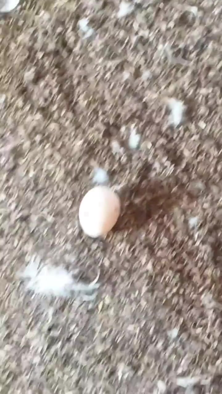 鸭蛋怎么吃营养好