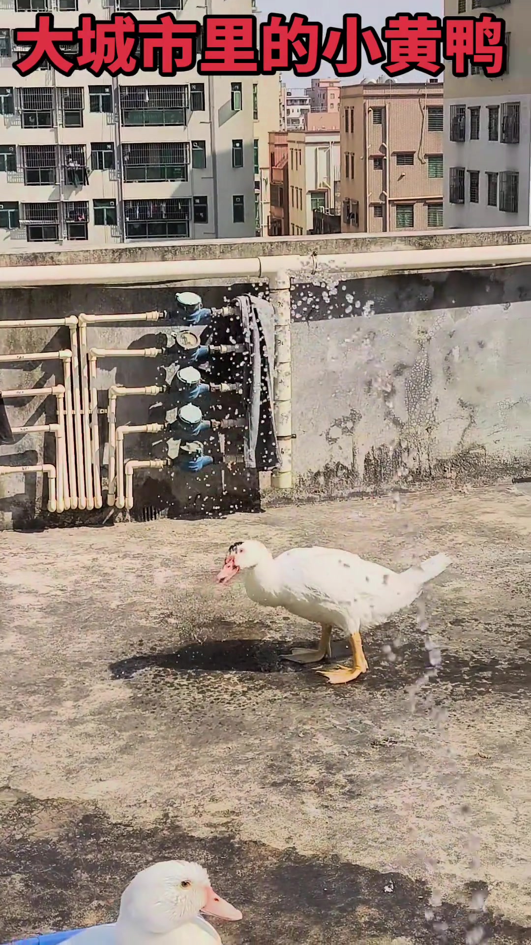 给小鸭子洗个澡，过两天降温了，北京大白鸭