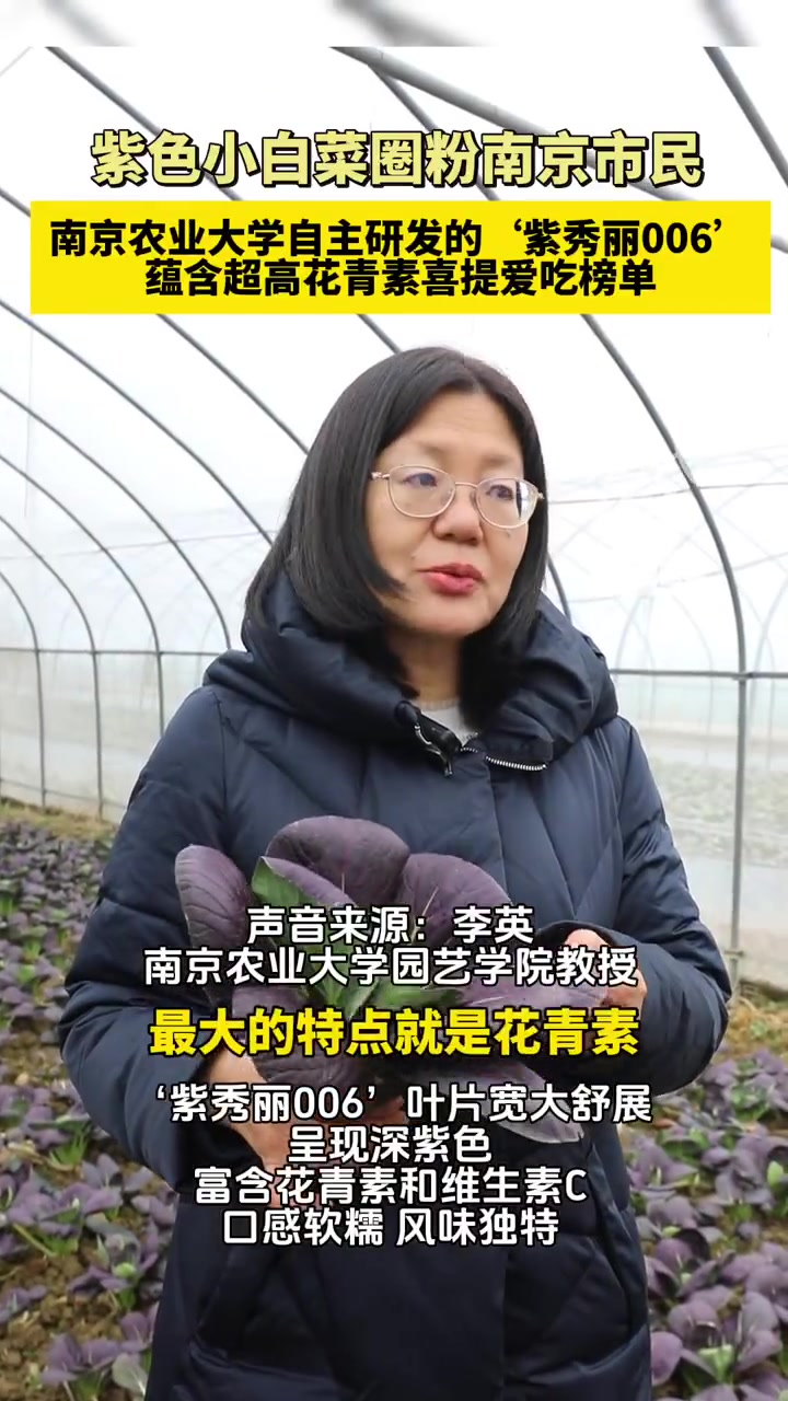 「酱“紫”出圈！南农白菜家族又火了」近日，南京农业大学 白菜系统生物学研究团队历经十余年选