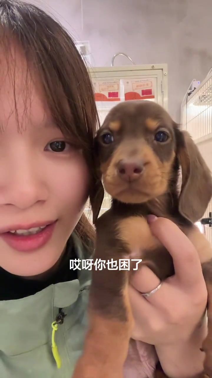 一只来自上海的巧克力蛋糕