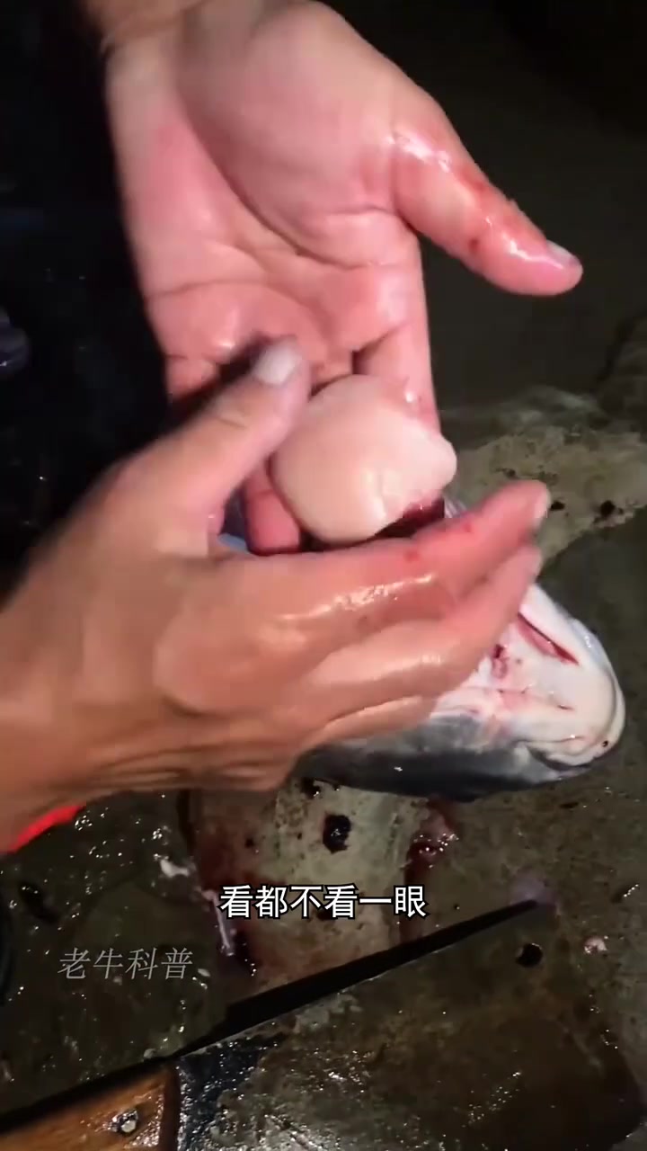 别扔!你把鱼头当垃圾,行家却在里面找软黄金!