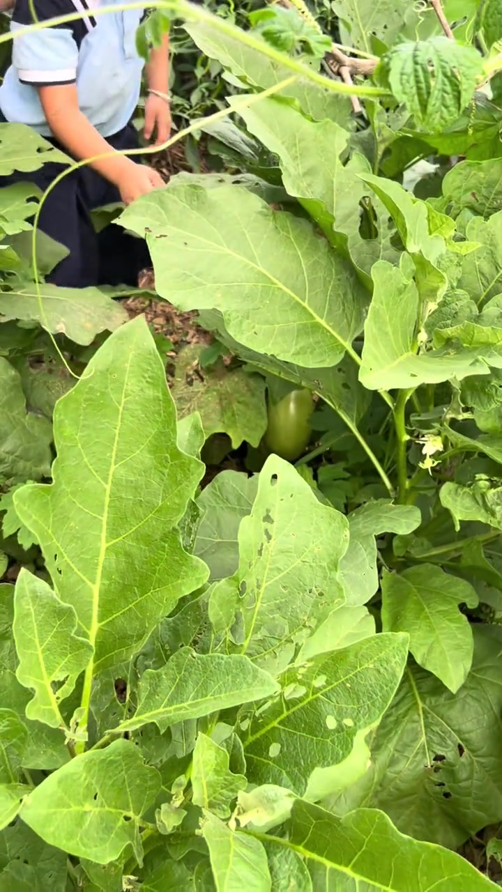 去菜园子里点菜的一天