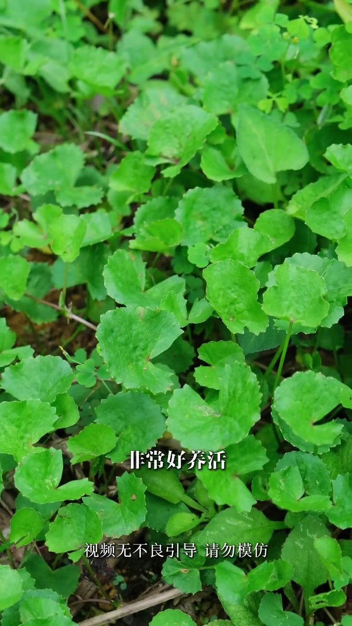 这种名叫雷公草的植物,希望每个女孩子都能认识