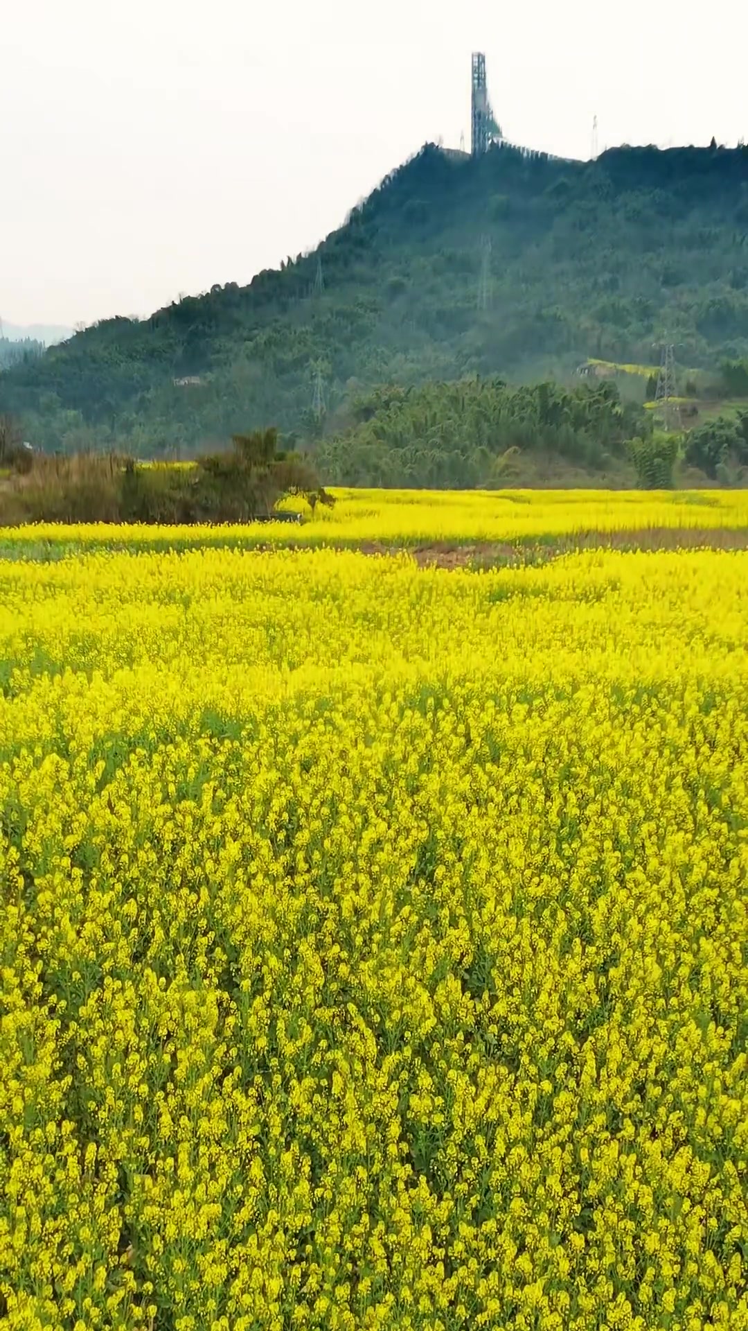 油菜花盛开了，它的花语是“你想的都会有”