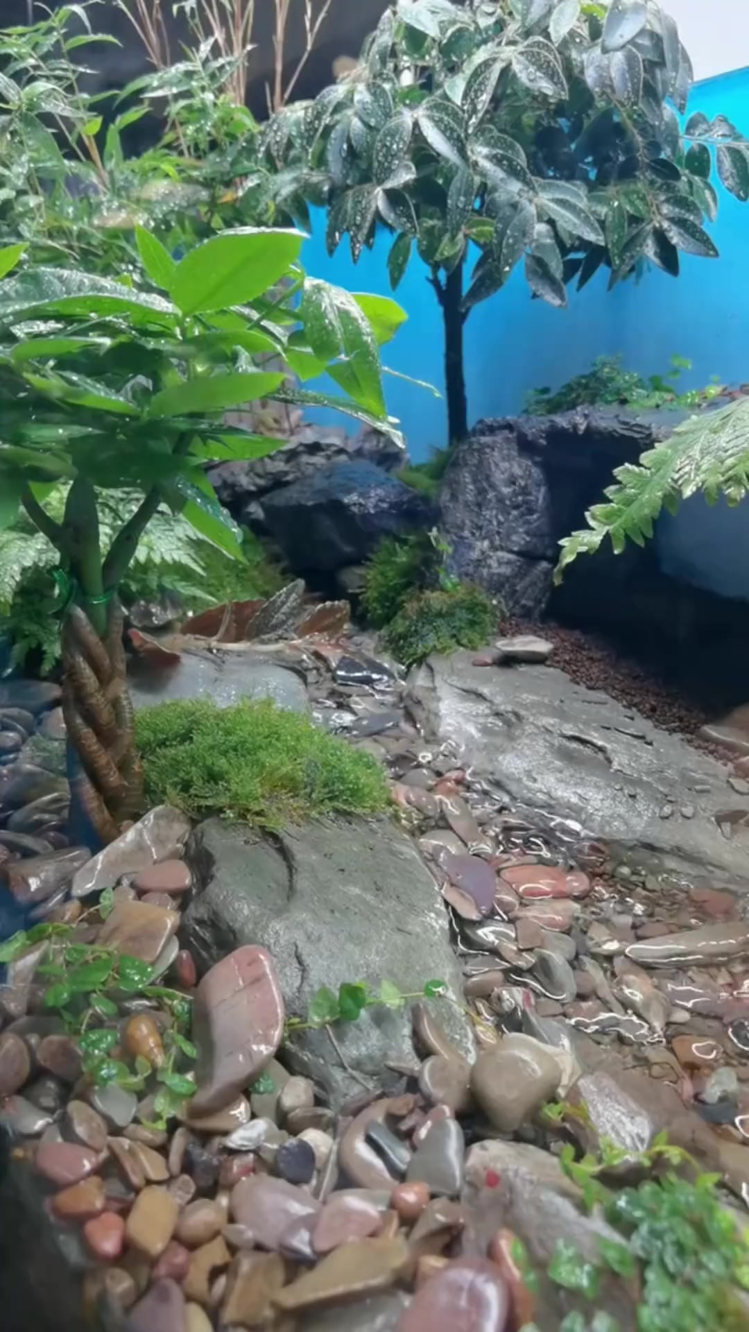 看过这样的造景是不是感觉很简单呢?