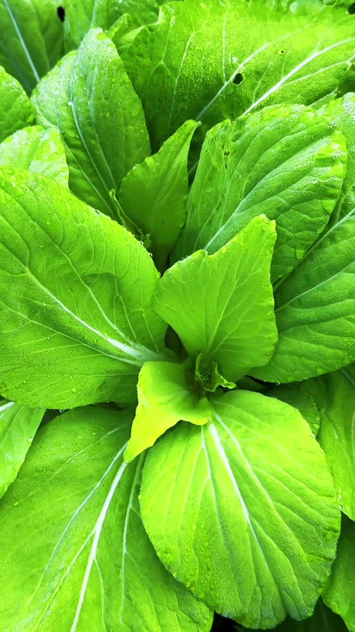 温馨惬意的家庭小菜园！