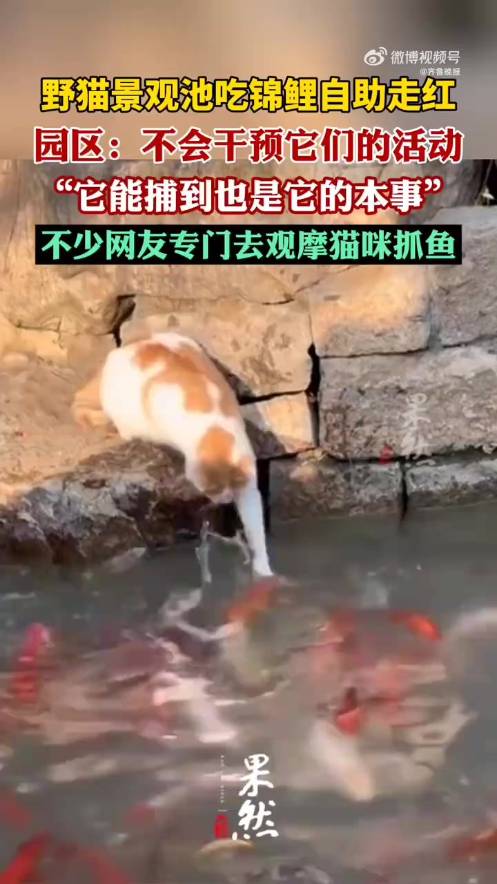 「南京两野猫把景观池内锦鲤当“自助餐”走红 园方回应：不干涉，抓得到是本事」园方回应野猫把