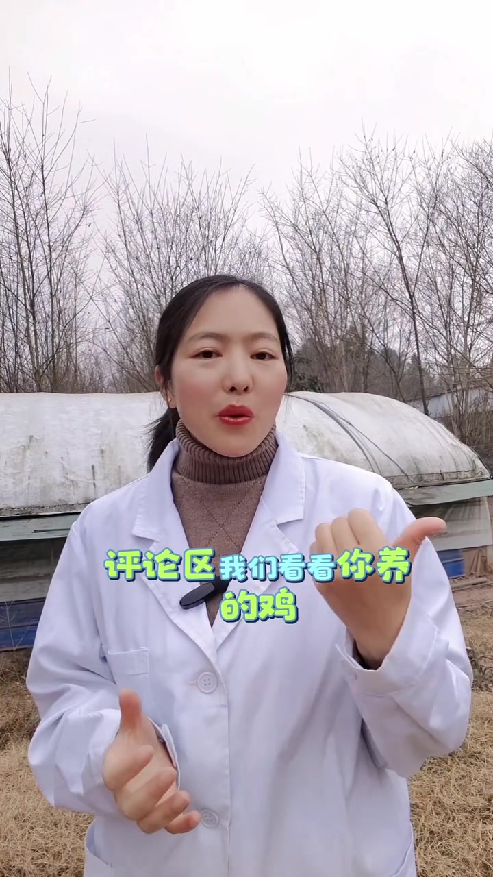 养蛋鸡，一定要选好品种，你养的什么鸡呢？