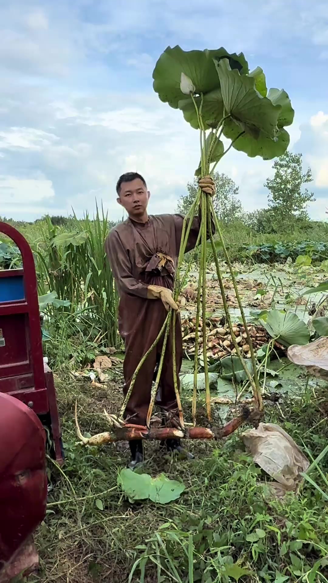 莲藕生长在水下，一条视频带你看懂！