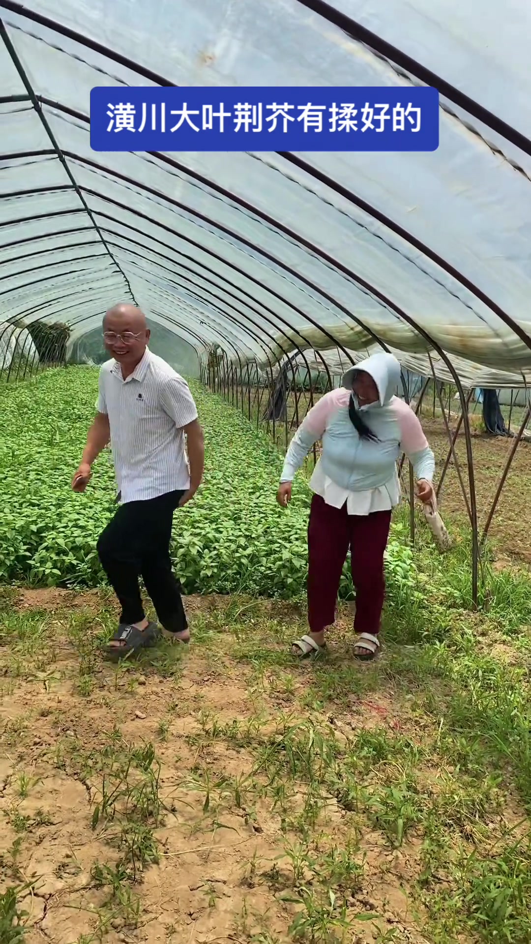 #我为家乡农产品代言 #大棚蔬菜种植视频 #田间地头就是我的舞台 #接地气 #抖音新农人